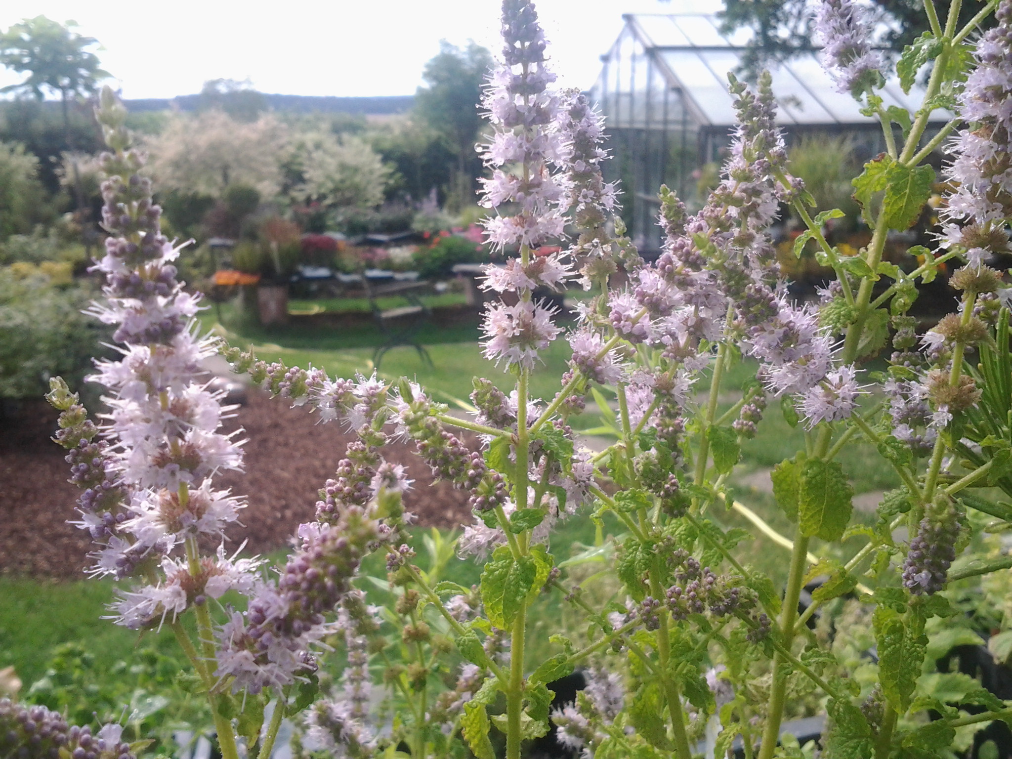 Heilkräuter und Gewürzkräuter