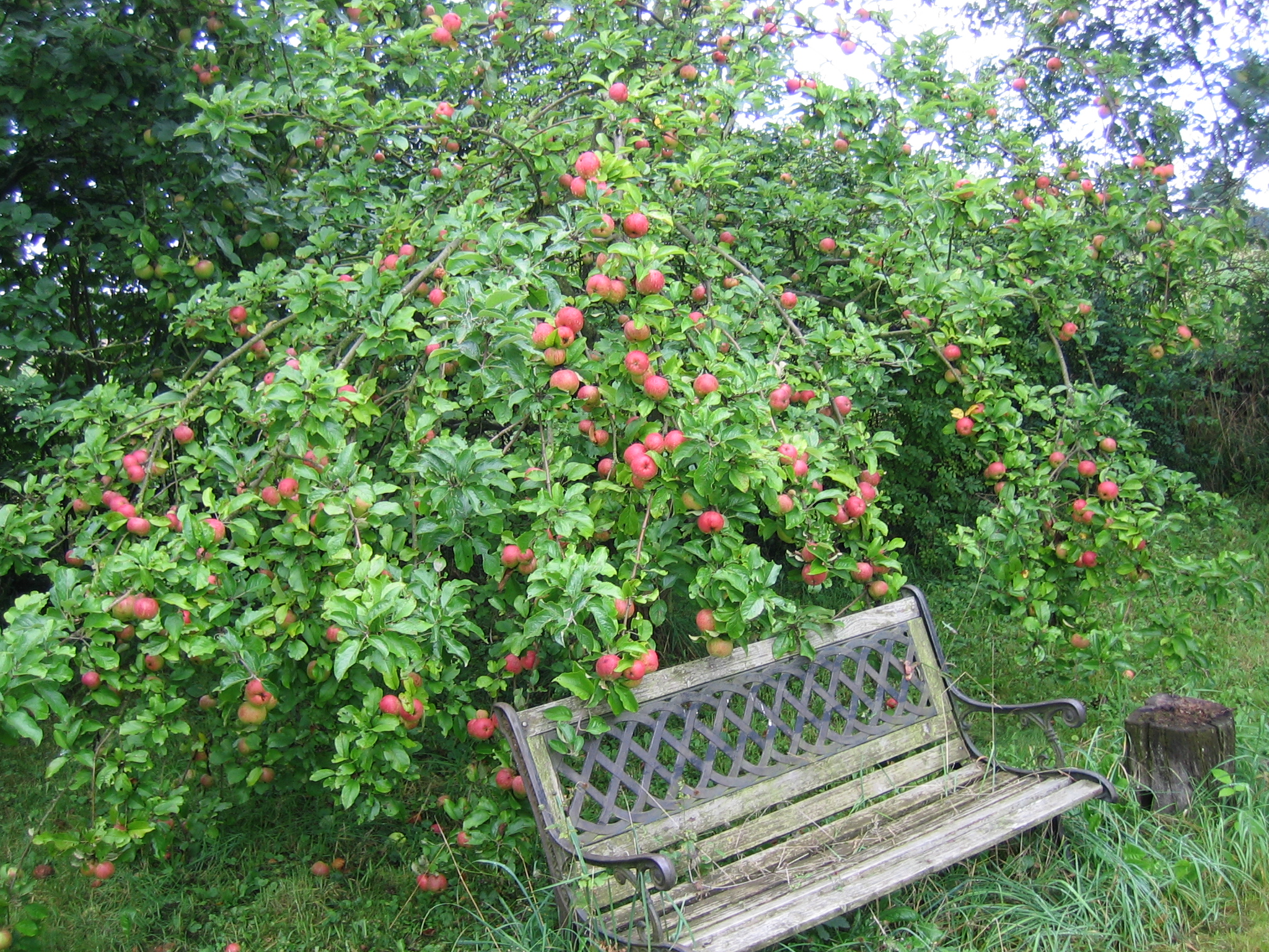 Alte-neue-Obstsorten